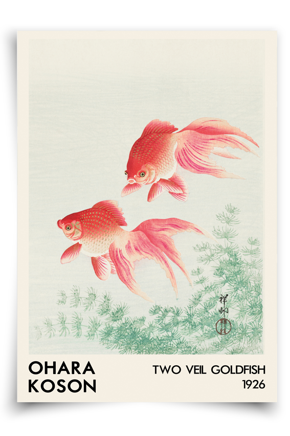 Two veil goldfish