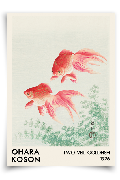 Two veil goldfish