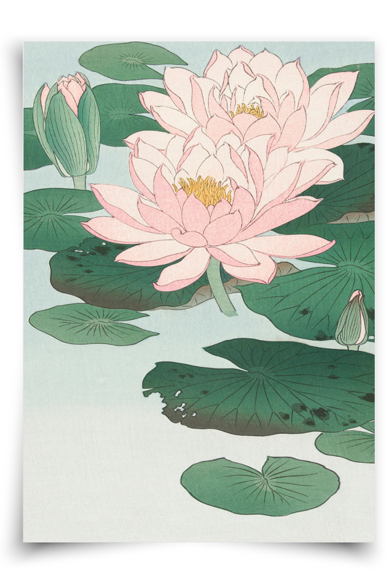 Water Lily