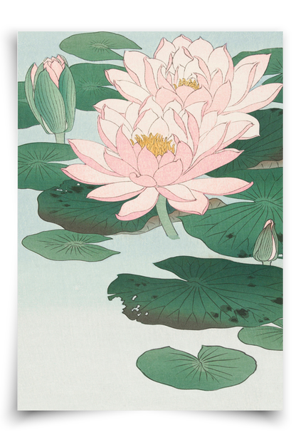 Water Lily