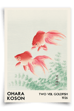 Two veil goldfish - FineArt Printing Hoorn